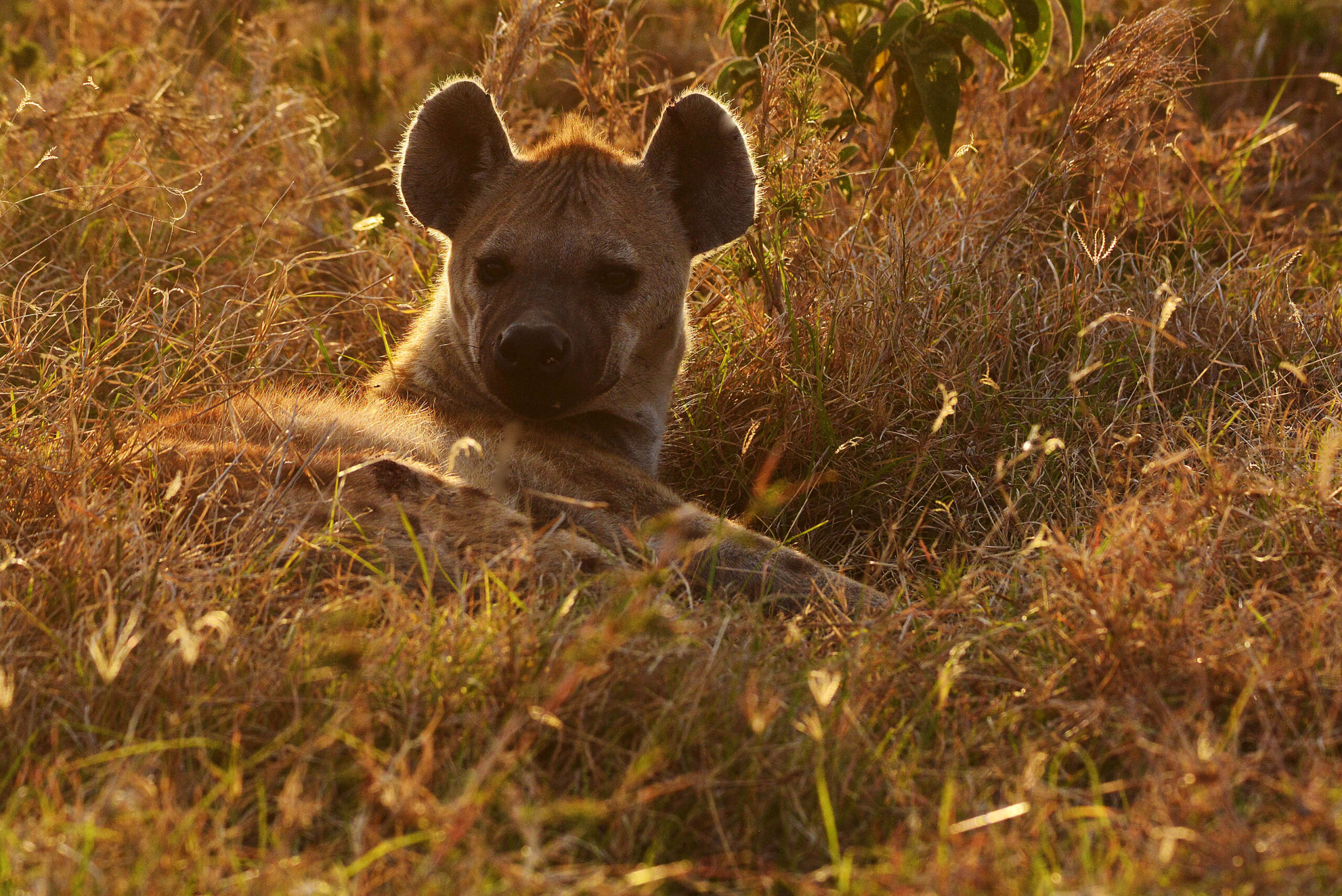 hyena-serengeti-tanzania-lazy-lion-safaris