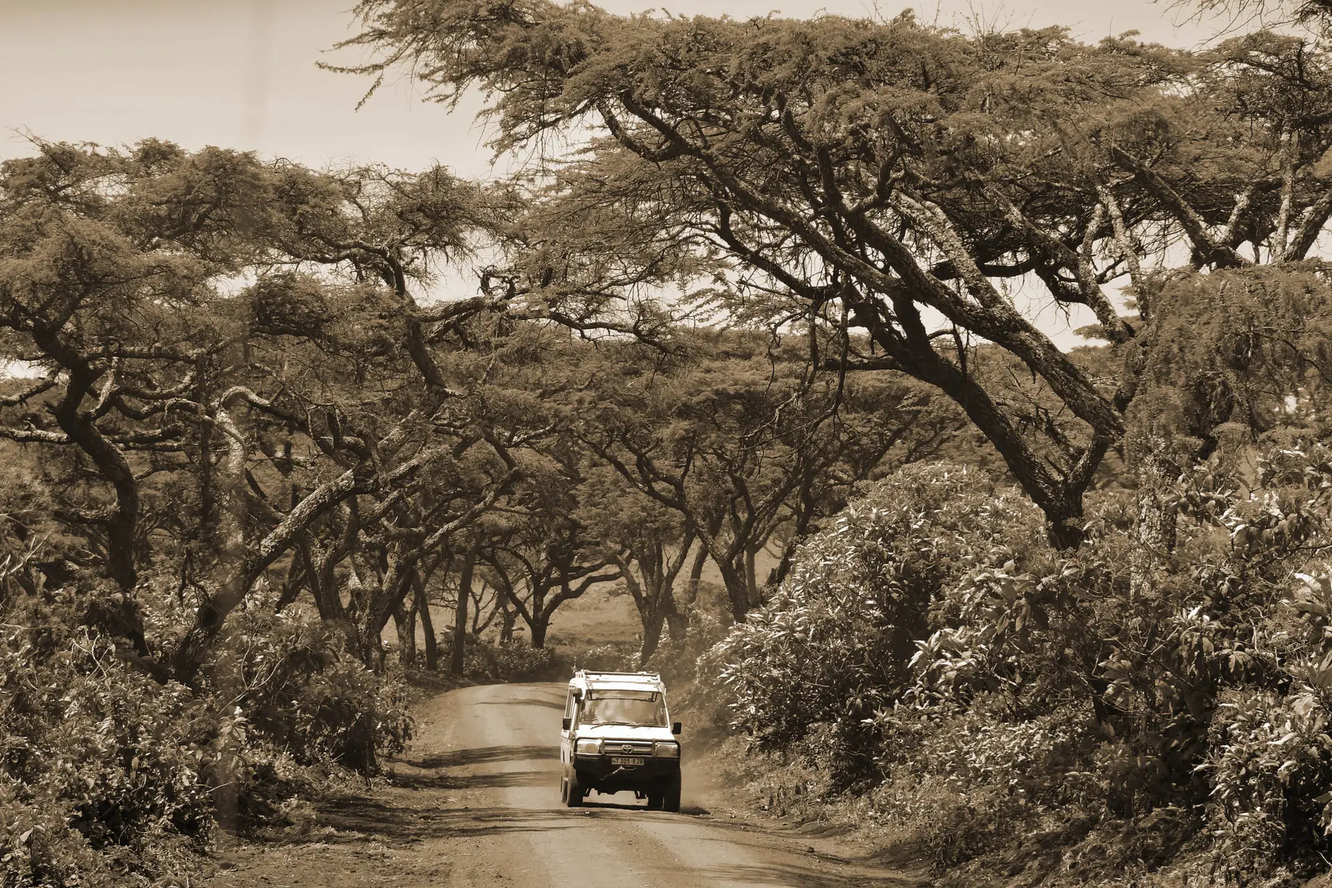 rijden door de ngorongoro bossen in Tanzania met LAZY LION SAFARIS