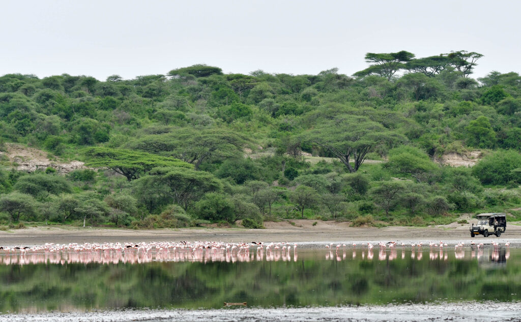 flamingo's in Lake Masek bij Ndutu in Tanzania met LAZY LION SAFARIS
