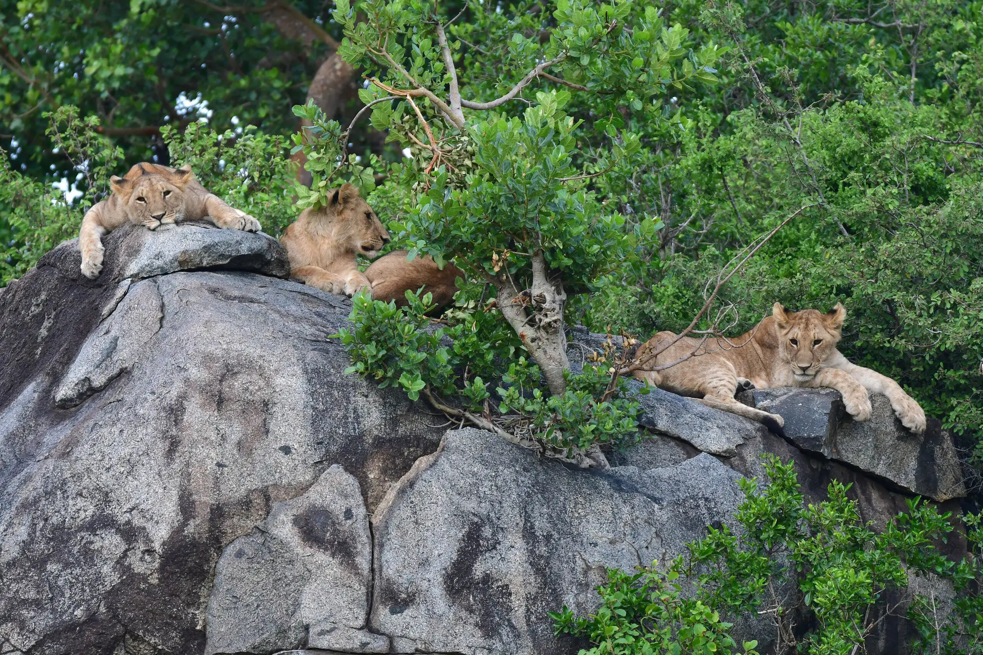 luie leeuwen welpen in Serengeti NP, Tanzania met LAZY LION SAFARIS