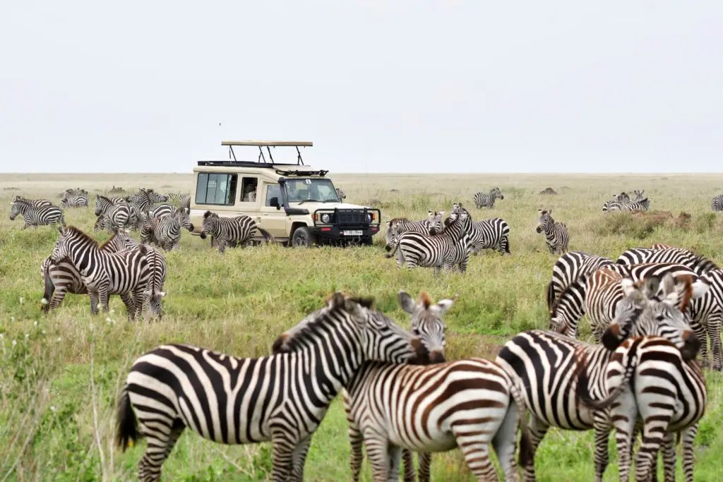 zebra's van de grote trek (migratie) in Serengeti NP, Tanzania met LAZY LION SAFARIS