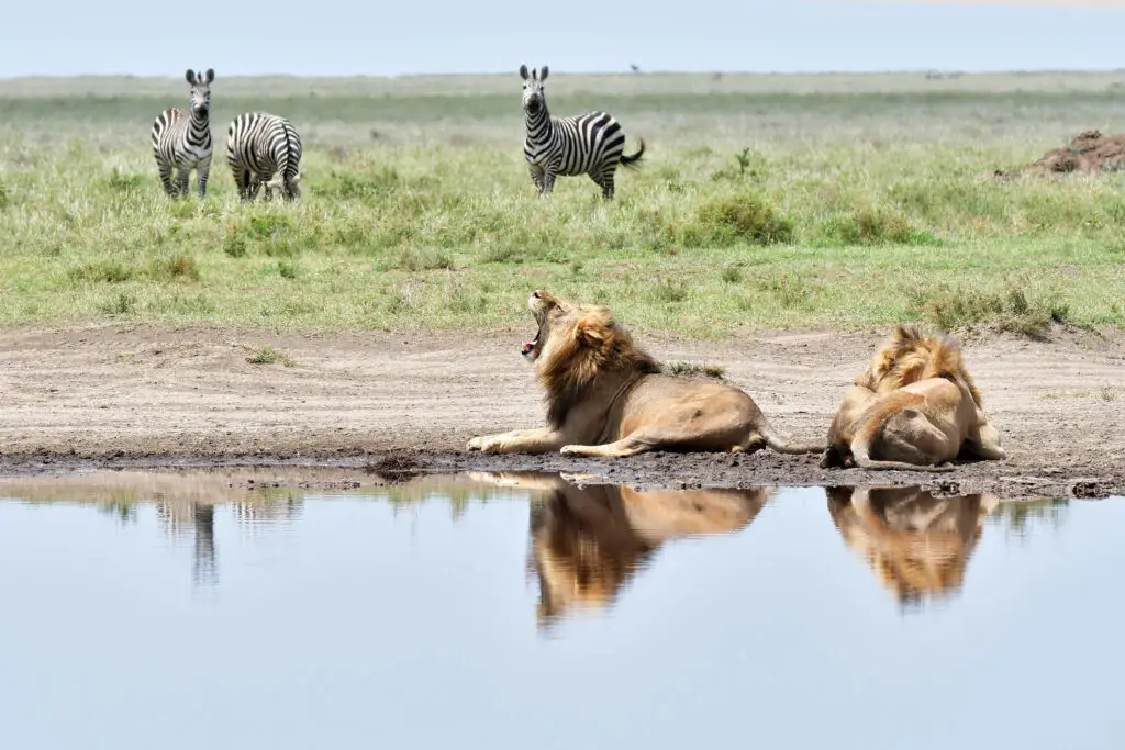 leeuwen en zebra's in Serengeti NP, Tanzania met LAZY LION SAFARIS