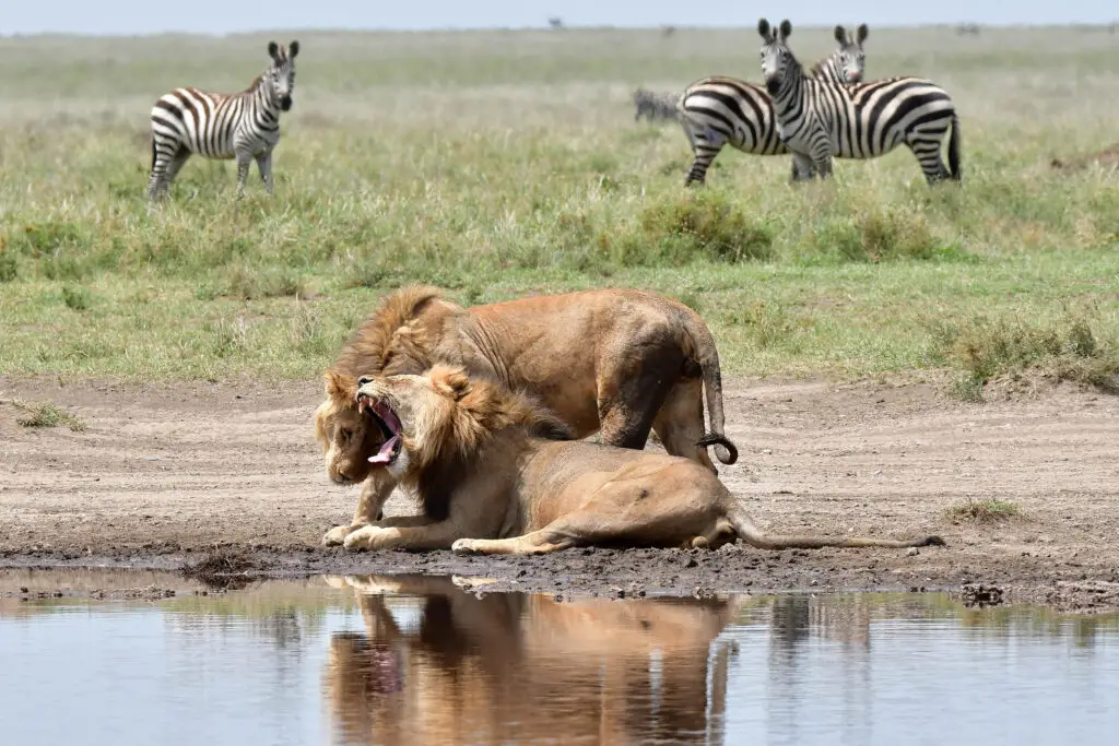leeuwen en zebra's in Serengeti NP, Tanzania met LAZY LION SAFARIS