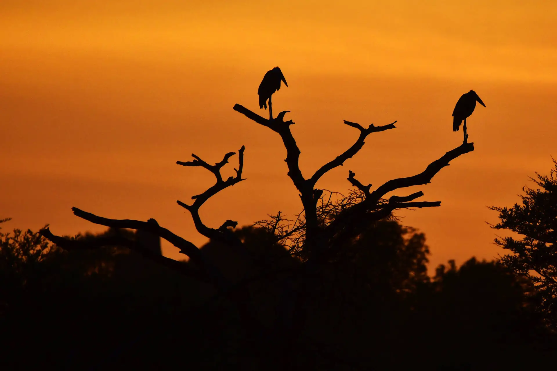 maribu stork op boom tijdens sunset in Serengeti NP, Tanzania met LAZY LION SAFARIS