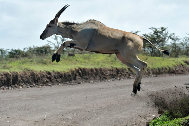 overstekend wild langs de ngorongoro crater, Tanzania met LAZY LION SAFARIS