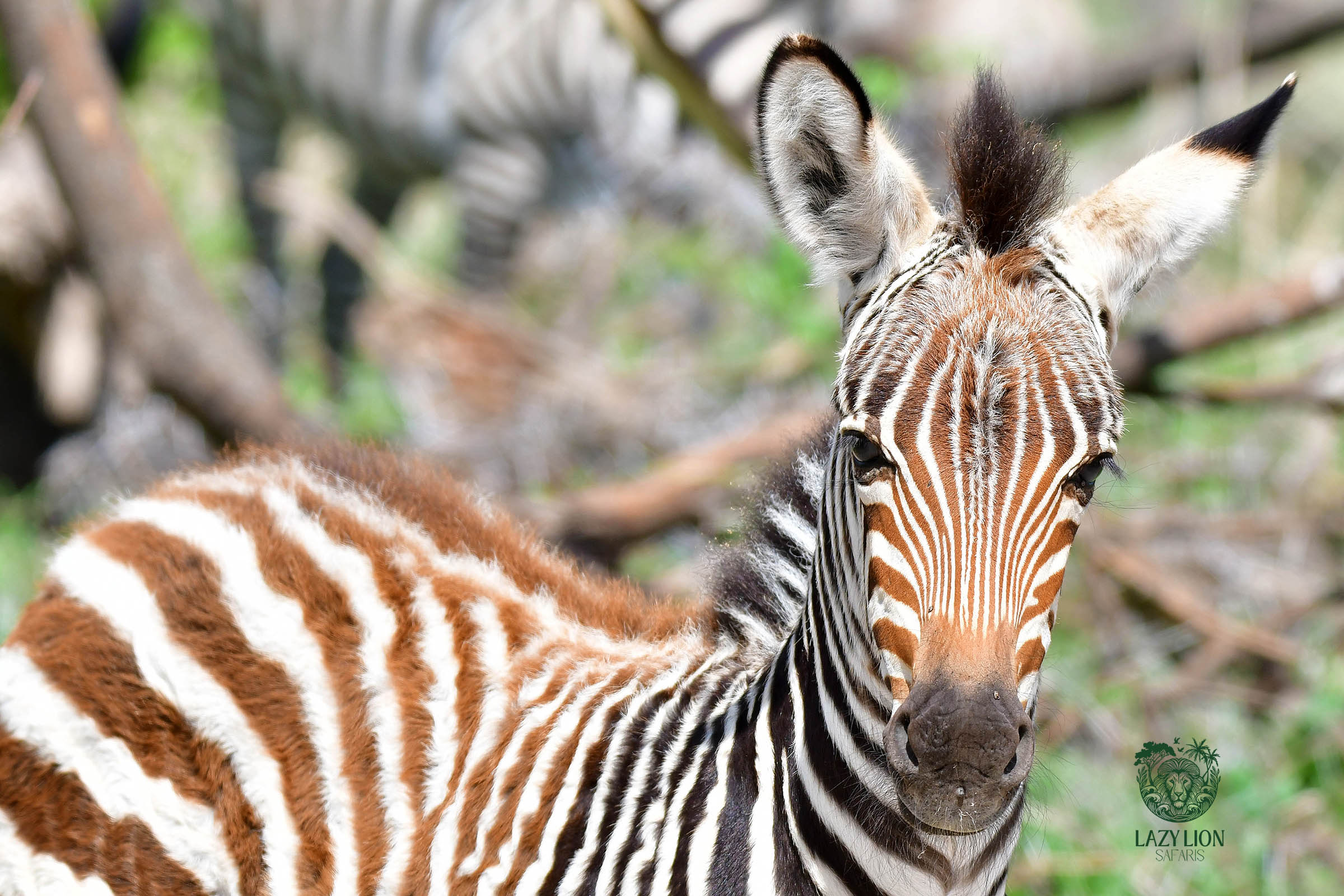 zebra-tarangire-tanzania-lazy-lion-safaris