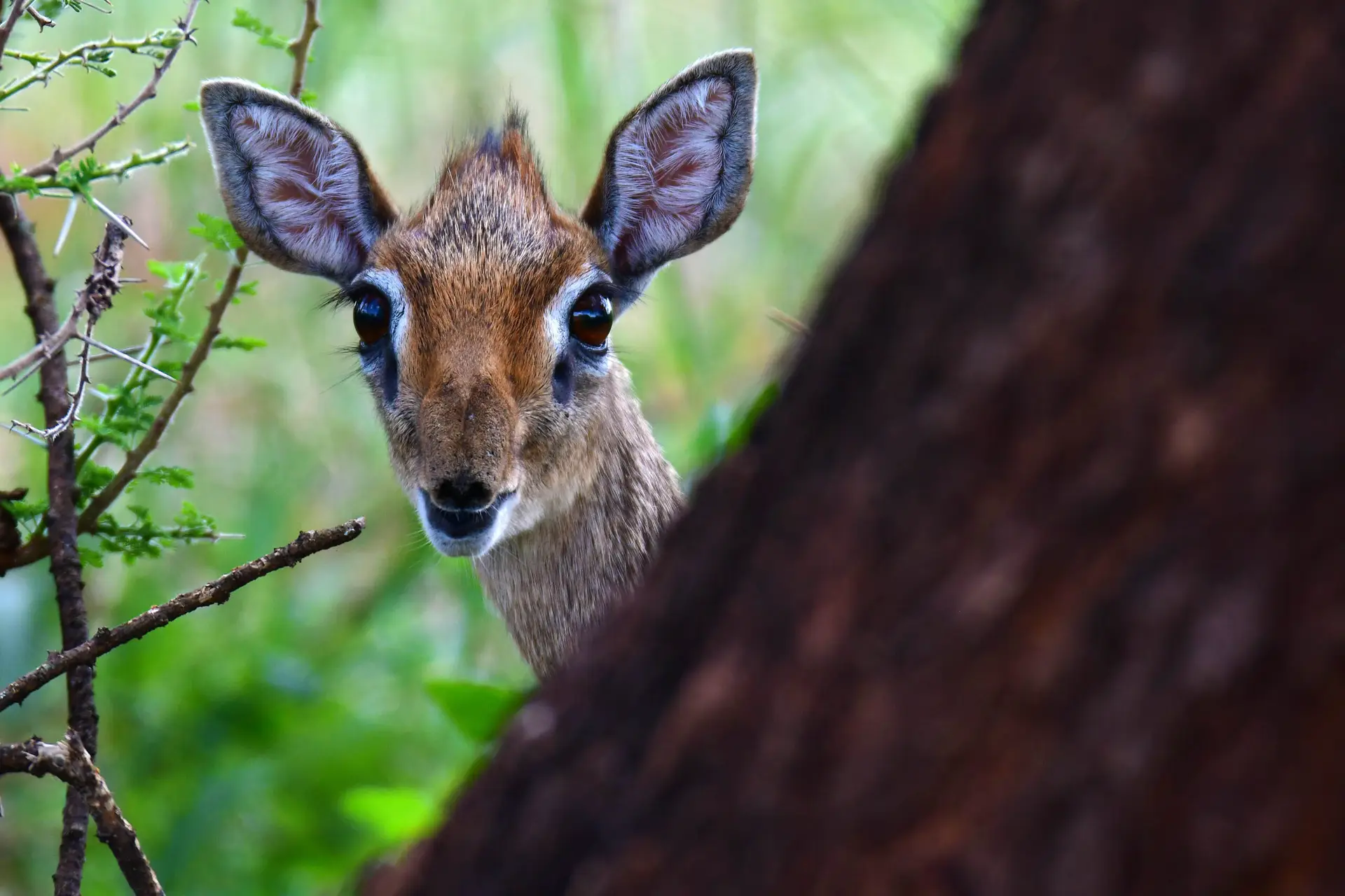 dik-dik in Tarangire NP, Tanzania met LAZY LION SAFARIS