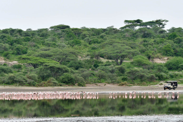 flamingo's bij Lake Masek in Ndutu, Tanzania met LAZY LION SAFARIS