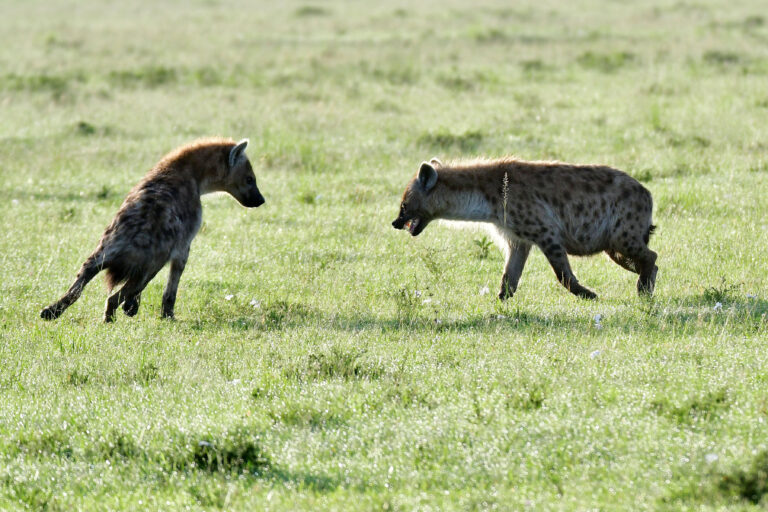 spelende hyena's in Masai Mara, Kenia met LAZY LION SAFARIS