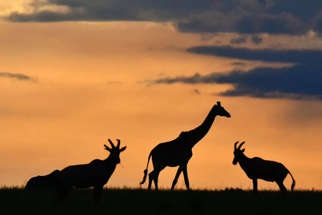 sunset aan de horizon in Masai Mara, Kenia met LAZY LION SAFARIS