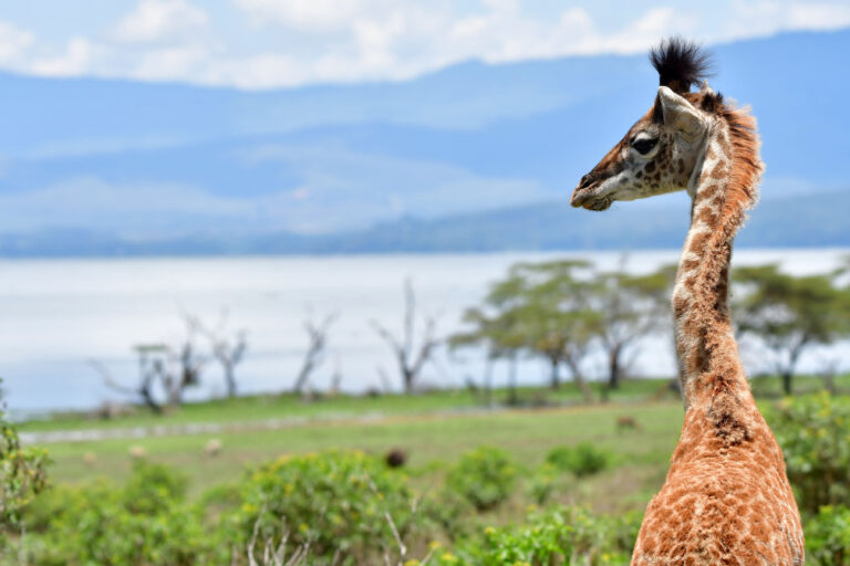 jonge giraffe tijdens game walk op Crescent Island in Lake Naivasha, Kenia met LAZY LION SAFARIS