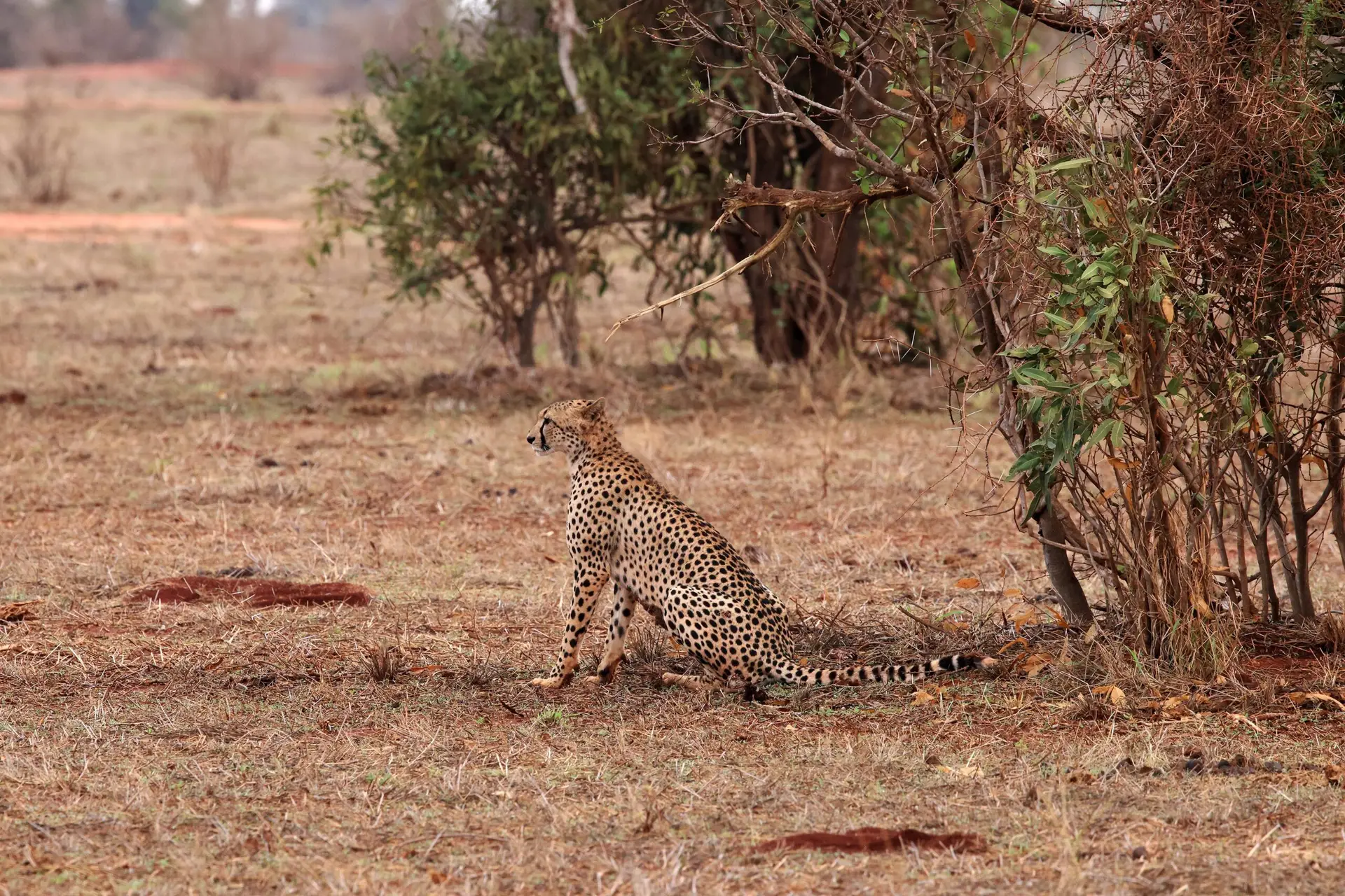 Cheetah in Tsavo East, Kenia met LAZY LION SAFARIS picture by Eddy De Block