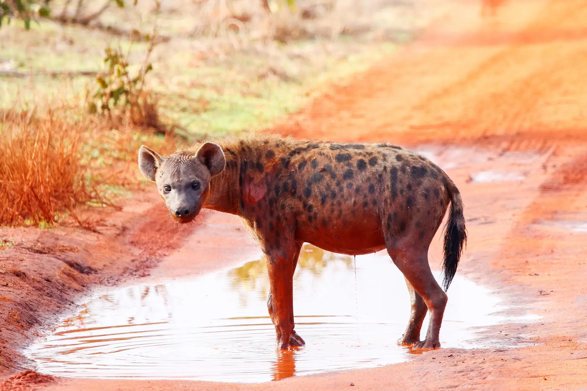 Hyena in Tsavo East, Kenia met LAZY LION SAFARIS picture by Eddy De Block