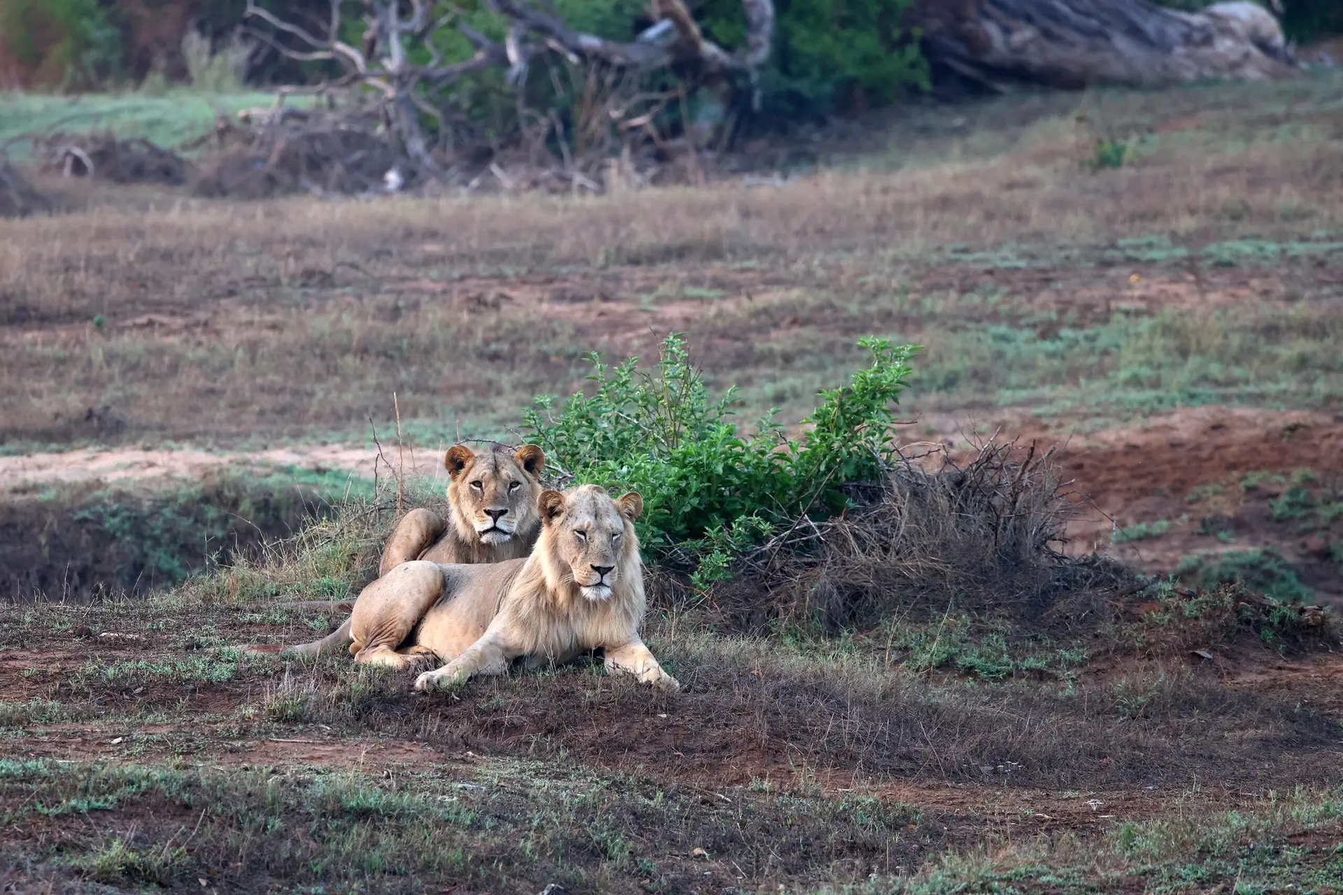 Leeuwen in Tsavo East, Kenia met LAZY LION SAFARIS picture by Eddy De Block