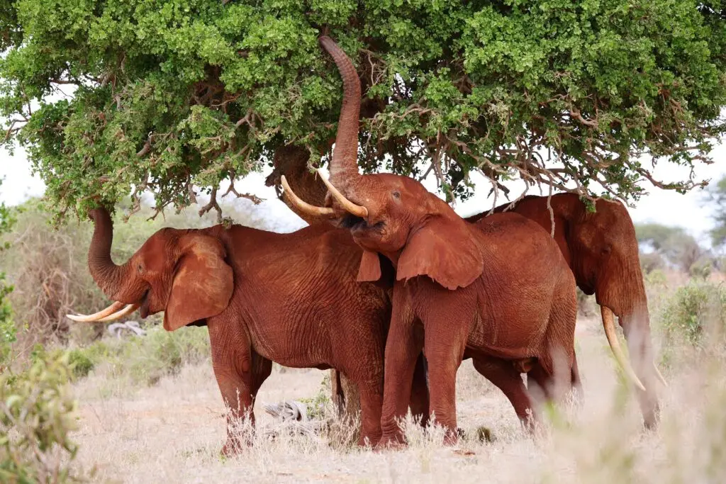 Rode olifanten in Tsavo East, Kenia met LAZY LION SAFARIS picture by Eddy De Block