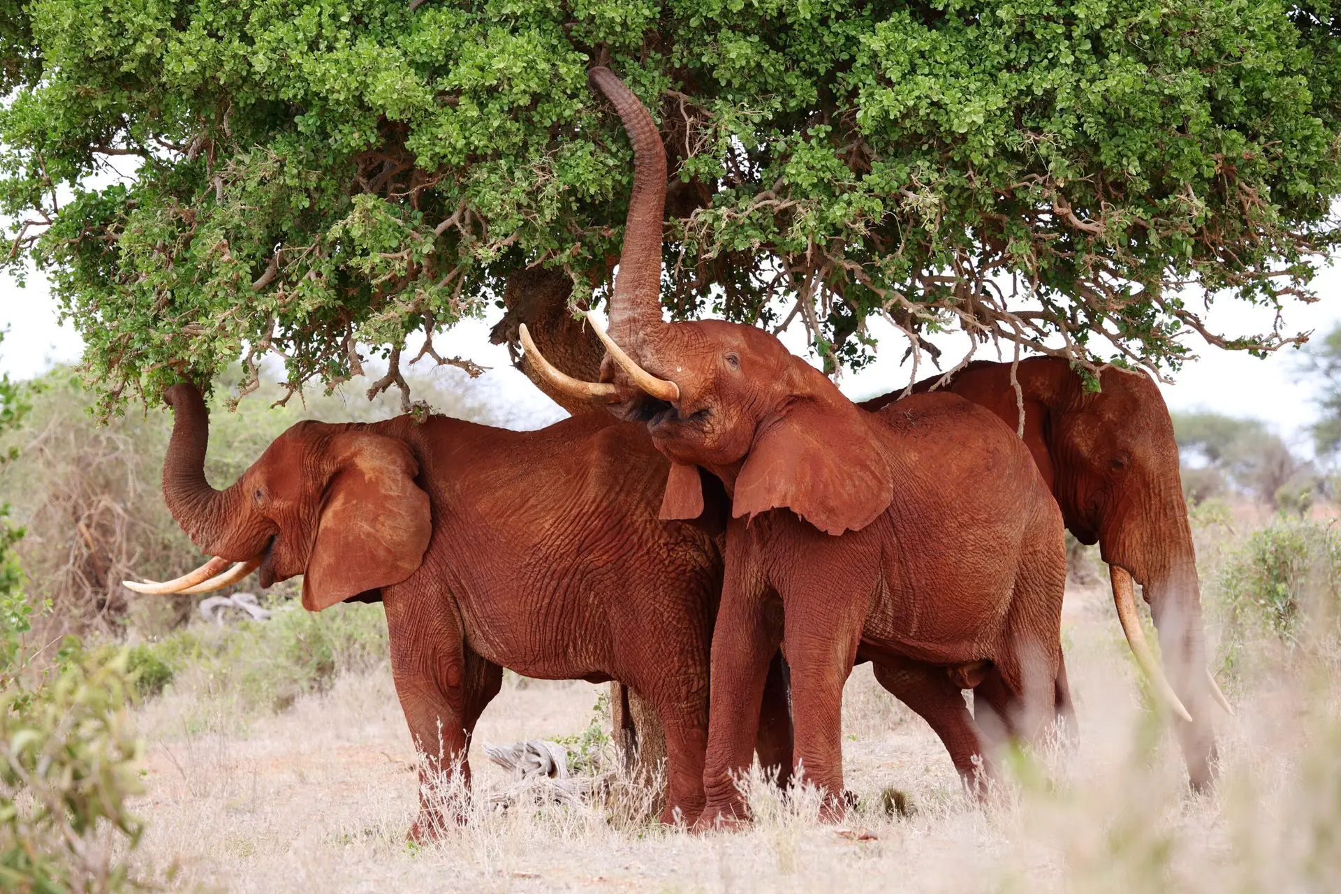 Rode olifanten in Tsavo East, Kenia met LAZY LION SAFARIS picture by Eddy De Block