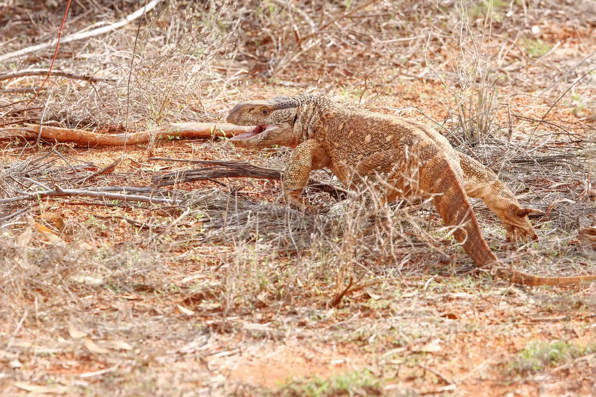 Varaan in Tsavo East, Kenia met LAZY LION SAFARIS picture by Eddy De Block