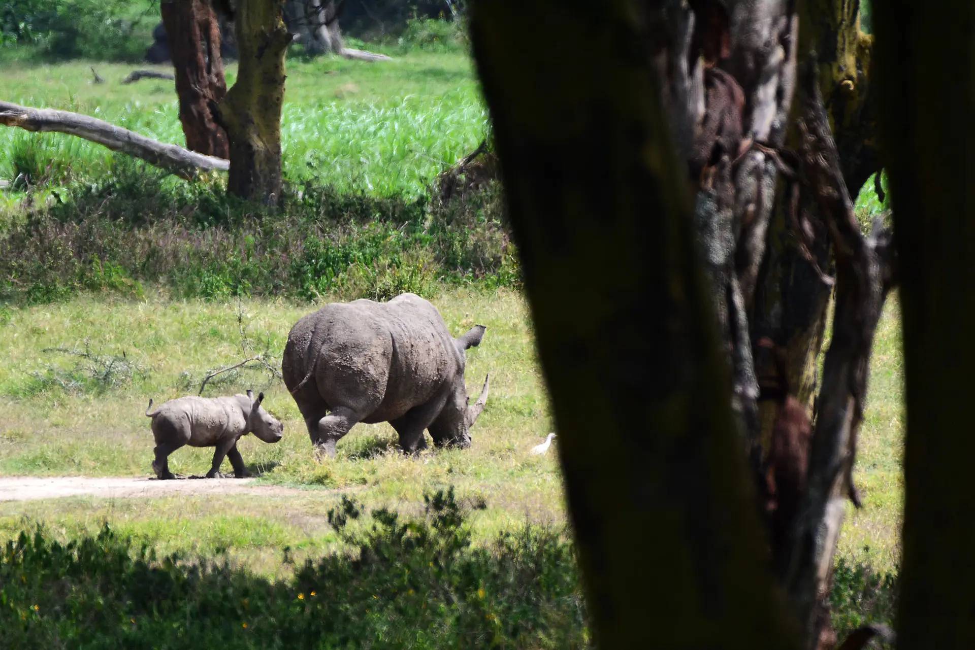 Neushoorn in Lake Nakuru, Kenia met LAZY LION SAFARIS