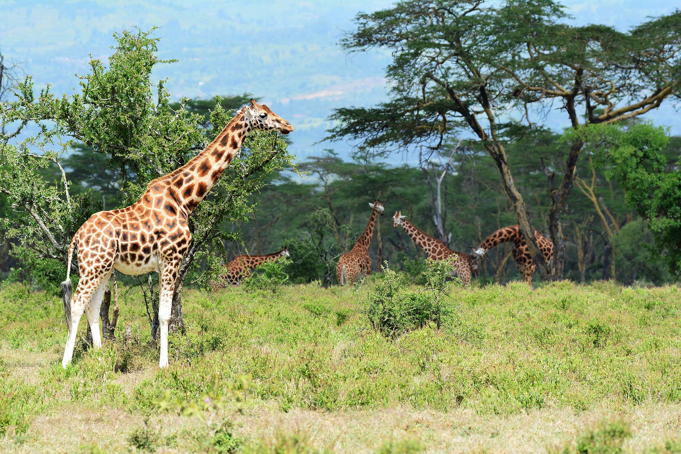 ROTCHILD giraffes in Lake Nakuru, Kenia met LAZY LION SAFARIS